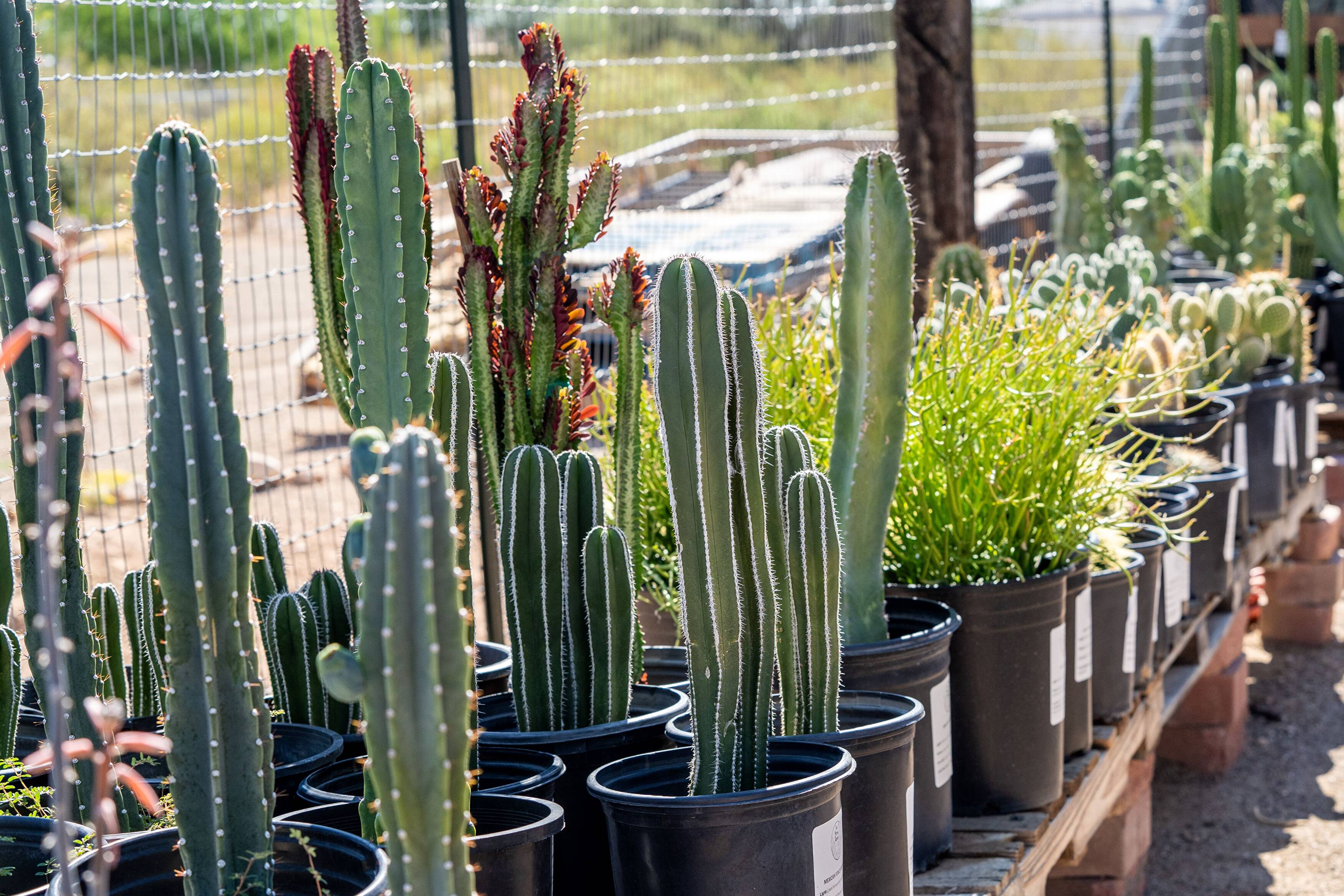 Shop Online | Four Arrows Garden